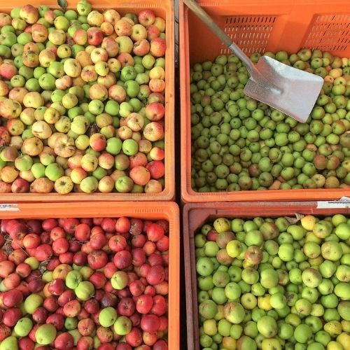 st-ives-cider-apple-harvest